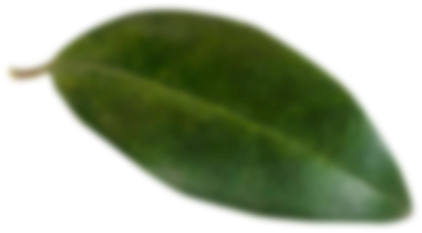 alt="Green tropical leaf background near Arenal Volcano"